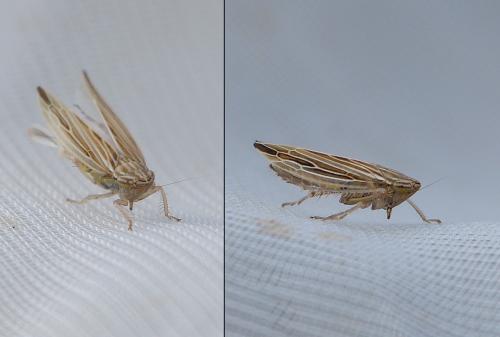 Réf. 200 721 : Mocydia crocea